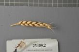 Click for 1 image(s) for this accession. Spike